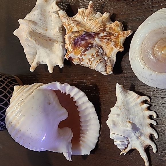 Seashells Large decor Beach lover ocean love Shells 7 piece in all cream tan sea - Picture 2 of 8